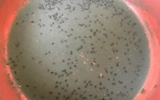 Mè đen tại Phú Yên không bị nhuộm lõi pin