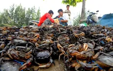 Thăng trầm nghề lọp cua đồng của người miền Tây