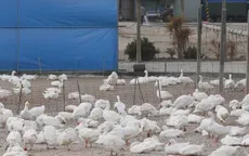 Nhật Bản phát hiện chủng cúm gia cầm H5 tại các trang trại