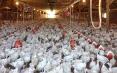 Hàn Quốc: Bùng phát dịch cúm gia cầm H5N6 tại tỉnh Gyeonggi