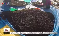 Thâm nhập cơ sở sản xuất ô mai không đảm bảo vệ sinh