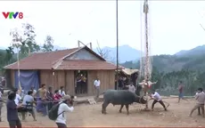 Nguy cơ tái nghèo và những hệ lụy từ lễ hội đâm trâu