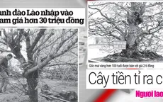 Đào hàng chục triệu, mai hàng tỷ đồng được bày bán dịp Tết