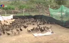Siêu dự án tỷ đô bỏ hoang; dân lấn đất trồng dưa, nuôi vịt
