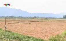 Bình Định: Hơn 4.000ha đất lúa bị bỏ hoang vì nắng nóng