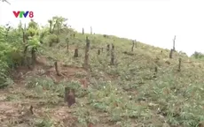 Đăk Lăk: Khó khăn trong thu hồi đất lâm nghiệp bị xâm chiếm
