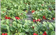 Nhạy bén mô hình vườn dâu tây du lịch ở ngoại ô Bắc Kinh (Trung Quốc)