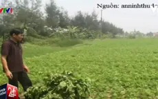 Người dân khốn khổ vì hàng loạt tin đồn thất thiệt