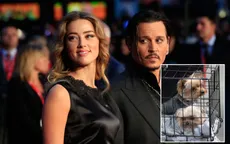 Johnny Depp - Amber Heard và cuộc chiến thú cưng