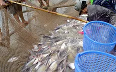Sẽ xây dựng bản đồ cá tra ở ĐBSCL