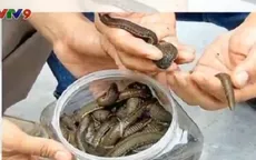 Thương lái lại lùng sục mua đỉa tại Thanh Hóa