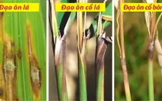 Trà Vinh công bố dịch đạo ôn hại lúa Hè Thu