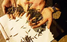 Ngăn chặn “đinh tặc” lộng hành - Cuộc chiến chưa có hồi kết!
