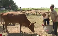 Trà Vinh: Hàng tấn nông sản bị đổ bỏ vì thiếu đường kết nối
