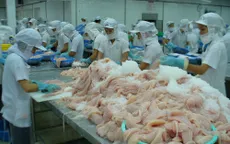 Đồng Euro mất giá, doanh nghiệp xuất khẩu cá tra lo lắng