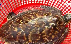 Tiếp nhận và thả 1 cá thể đồi mồi quý hiếm ra biển
