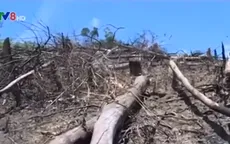 Buông lỏng quản lý, rừng phòng hộ biến thành rừng sản xuất