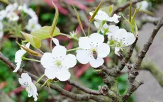 Ngắm hoa lê trắng tinh khôi giữa lòng Hà Nội