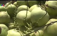 Thương lái ồ ạt thu mua dừa non