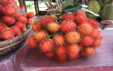 Chôm chôm Vĩnh Long tiếp tục được xuất khẩu sang Pháp