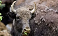Bò rừng Bison trở thành biểu tượng của Mỹ