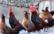 Giá gà tại ĐBSCL không có sự biến động lớn