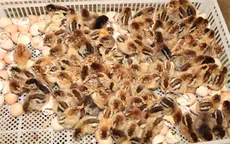 Cục Thú y không đề xuất cho nhập khẩu gà từ Trung Quốc
