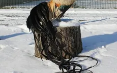 Độc đáo gà có lông đuôi dài... 7m