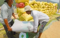 Giá lúa gạo sụt giảm bất thường ở ĐBSCL