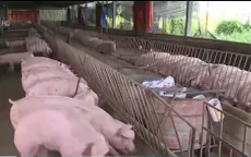Lợn nhiễm chất cấm không xuất phát từ hộ nuôi Viet Gap