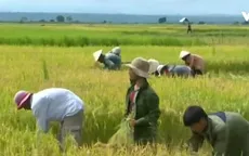 Đồng bào thiểu số ổn định lương thực mùa mưa lũ