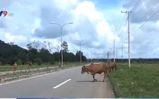 Tràn lan gia súc thả rông trên Quốc lộ tại Bà Rịa - Vũng Tàu