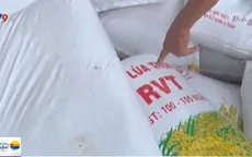 “Loạn” thị trường lúa giống RVT tại ĐBSCL