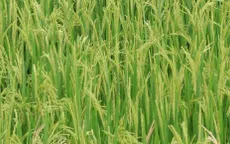 Nghiên cứu thành công 7 giống lúa chịu hạn mặn