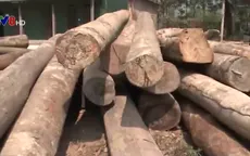 Quảng Nam: Bắt vụ vận chuyển gỗ lậu lớn bằng đường sông