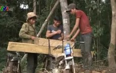 Thủ tướng yêu cầu làm rõ vụ phá rừng ở Kon Tum