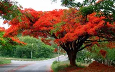Ngắm vẻ đẹp nao lòng của đường hoa phượng dài nhất Việt Nam
