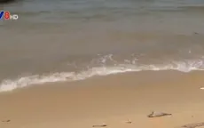 “Tuyệt đối không ăn hải sản chết do thủy triều đỏ”