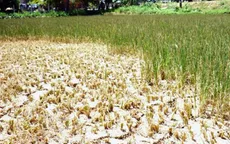 Phân vùng sản xuất – Giải pháp hạn chế thiệt hại do hạn hán