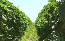 Hạn hán kéo dài, nông dân California phủ nilon giữ ẩm cho cây