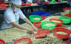 Bình Phước thiếu nguyên liệu để sản xuất điều