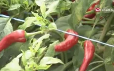 Nông dân Hàn Quốc phải chi trả bản quyền hạt giống với giá trên trời