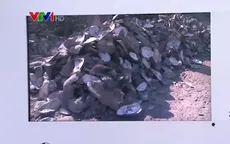 Bến Tre hỗ trợ người dân bị thiệt hại do hàu chết hàng loạt