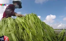 Hẹ nước - Sản vật mùa lũ miền Tây