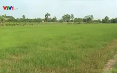 Hạn chế xuống giống vụ Hè Thu do nguy cơ thiếu nước ngọt