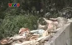 Hàng trăm con lợn phân hủy gây ô nhiễm sông Sài Gòn