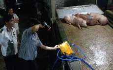 Bắt quả tang cơ sở bơm nước cho heo tại Vĩnh Long