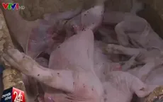 Đồng Nai: Triệt phá hàng loạt cơ sở thu gom heo chết đưa đi tiêu thụ