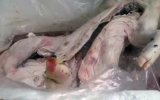 Một tấn heo sữa bốc mùi hôi thối suýt lên bàn ăn tại TP.HCM