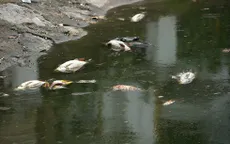 Hồ Hoàng Cầu sẽ được phun rải chế phẩm sinh học từ 11/6